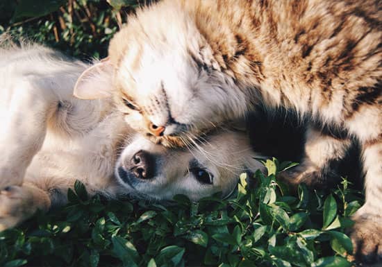 Preventing Common Ear Problems for Your Pet